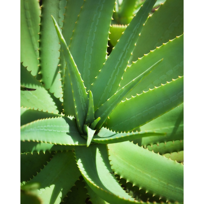Aloe Vera|Medium|Grant|Isabella|Hyde|Grow Pot|Black|Cream|Terracotta|Top Half Black|Top Half White|White Sesame|Bubblegum|Plastic