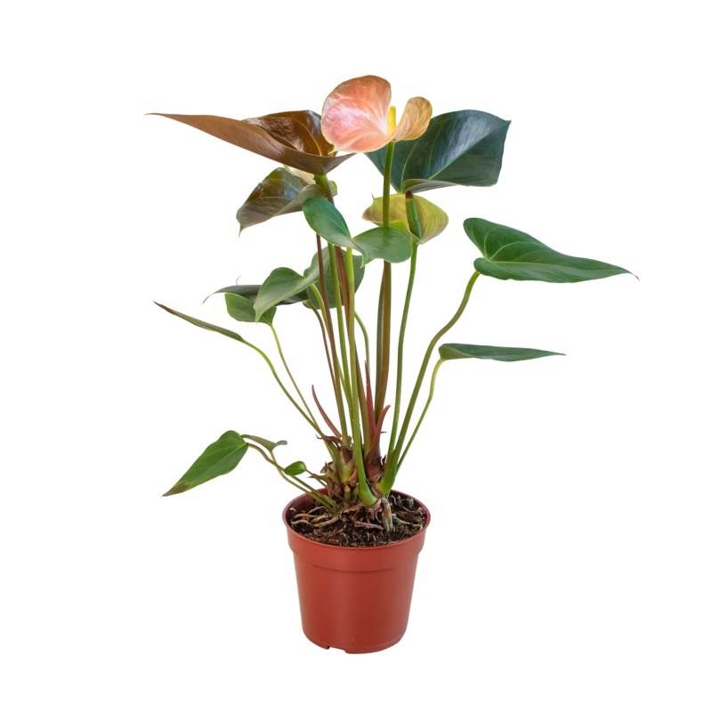 Anthurium Rainbow Champion – 4 Pot