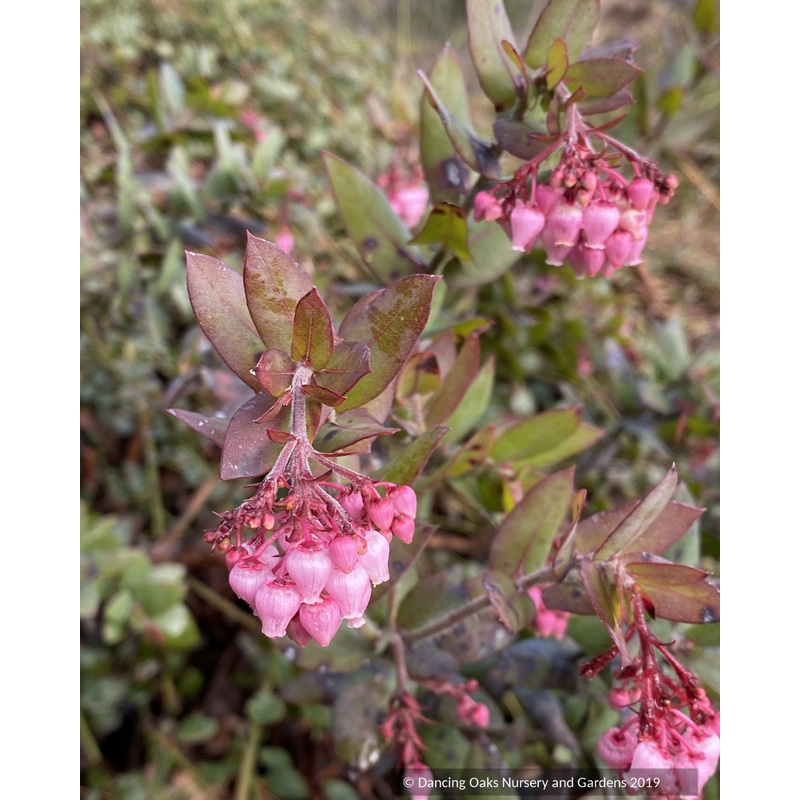 Arctostaphylos pajaroensis ‘Paradise’, Pajaro Manzanita