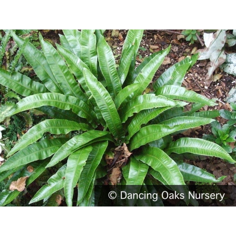 Asplenium (syn. Phyllitis) scolopendrium, Hart’s Tongue Fern