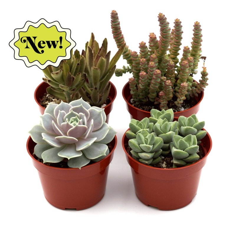 Assorted Succulent Variety|4 Pack|12 Pack|20 Pack