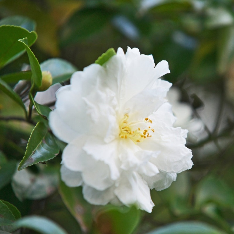 Autumn Rocket Camellia|3 Gallon