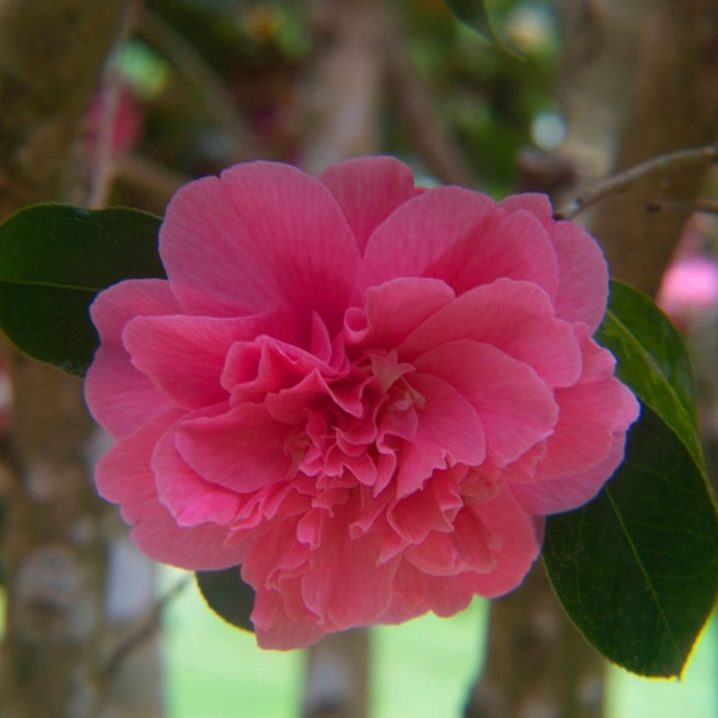 Autumn Spirit Camellia|3 Gallon