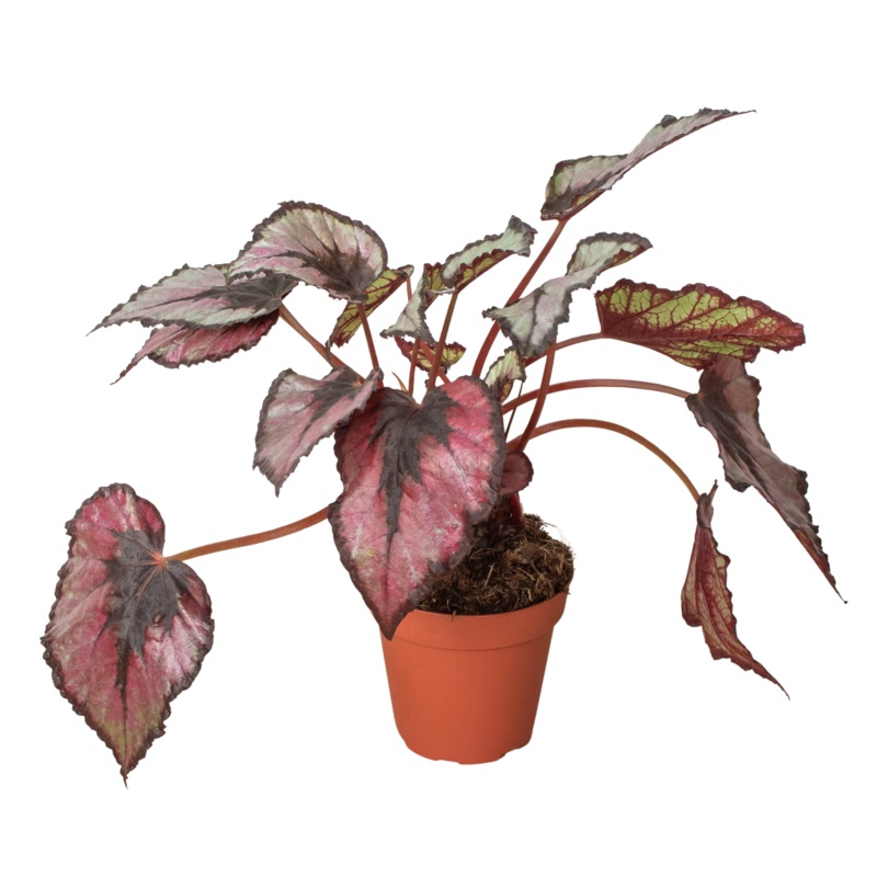 Begonia ‘Rex’ – 4 Pot|4″ Pot