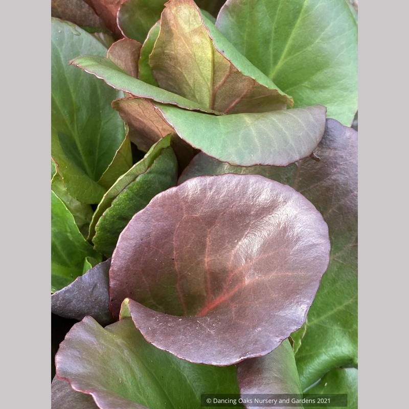 Bergenia cordifolia ‘Winter Glow’ (syn. ‘Winterglut’), Pigsqueak