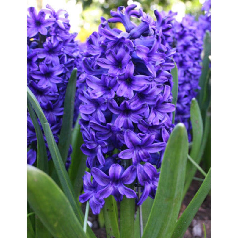 Blue Jacket Hyacinth Bulbs|5-pack
