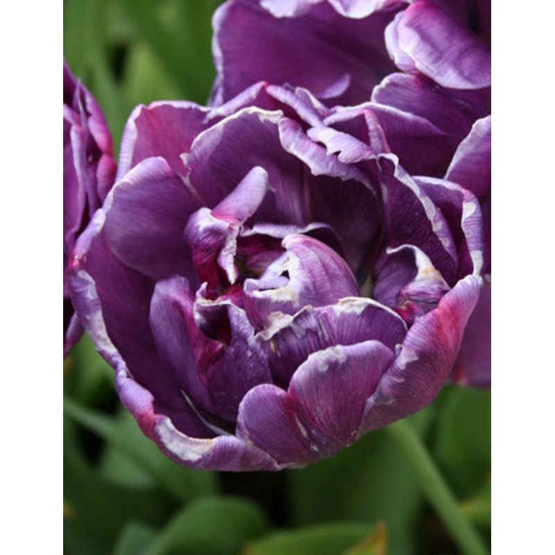 Blue Spectacle Tulip Bulbs|20-pack