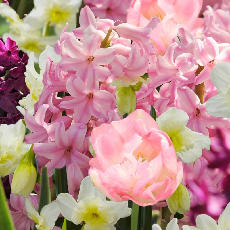 Blushing Ballerina Bulb Mix|25-pack