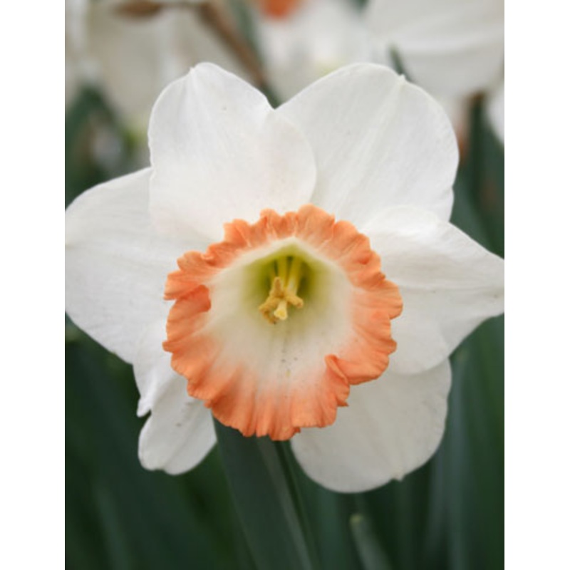 British Gamble Daffodil Bulbs|10-pack