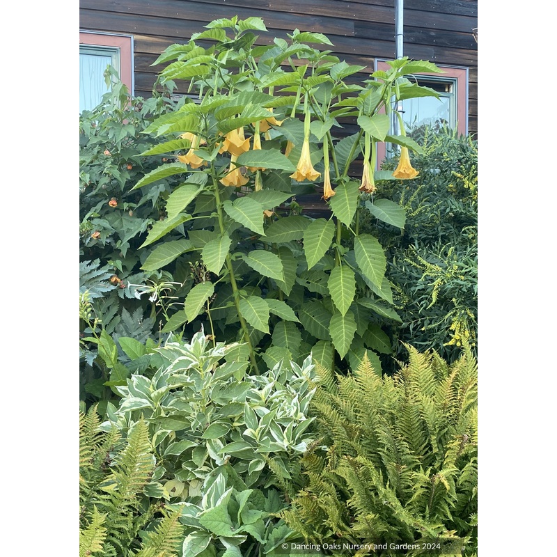 Brugmansia ‘Charles Grimaldi’, Angel Trumpet