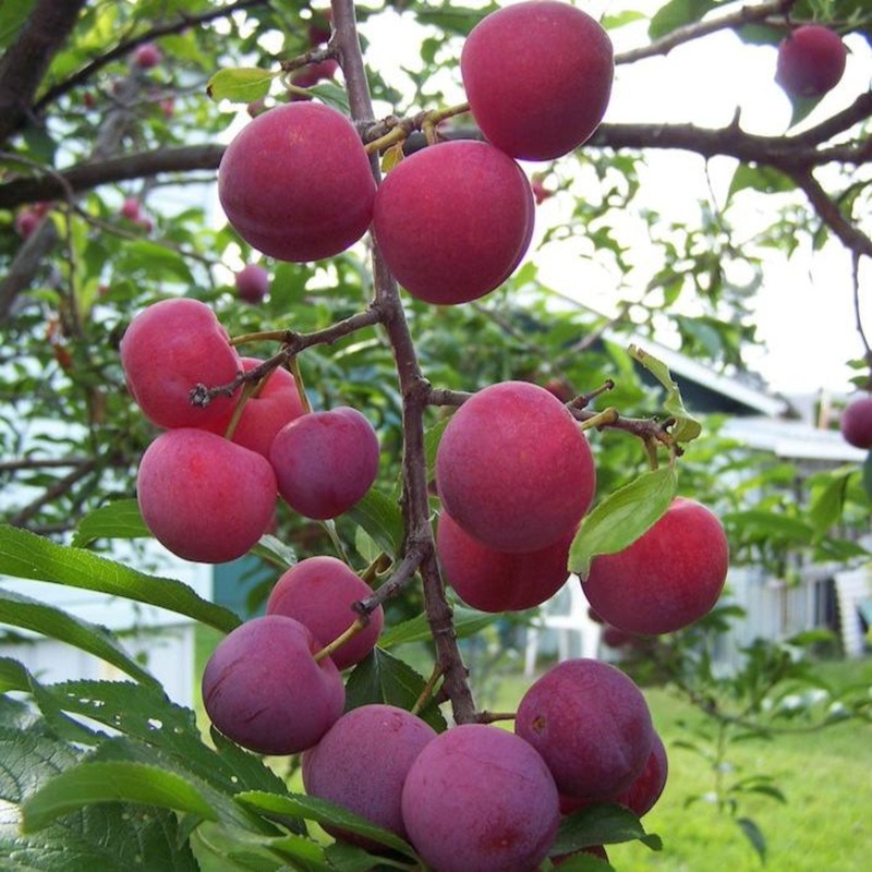 Bubblegum ‘Toka’ Plum Tree|3-4 ft.|6-7 ft.|4-5 ft.