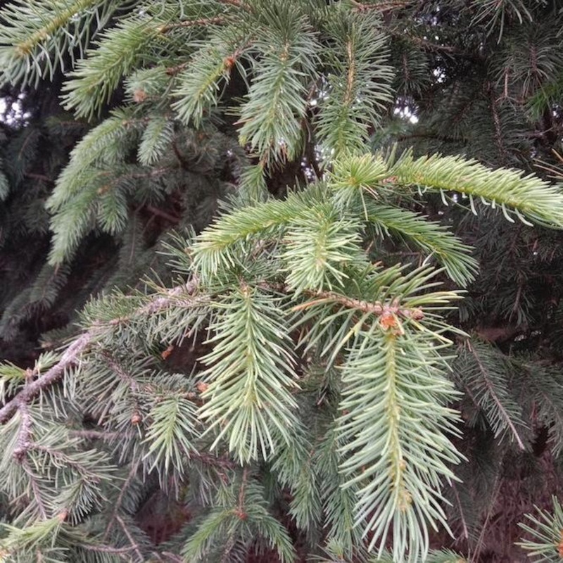 Bush’s Lace Spruce Tree|2 Gallon|5 Gallon