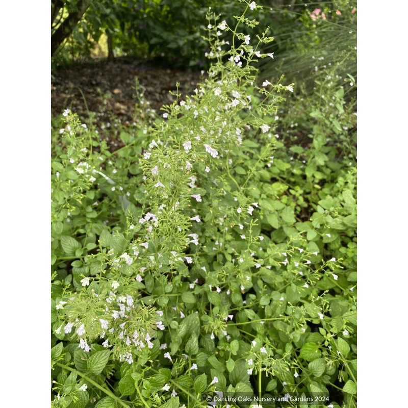 Calamintha nepeta ssp. glandulosa ‘White Cloud’, White Calamint
