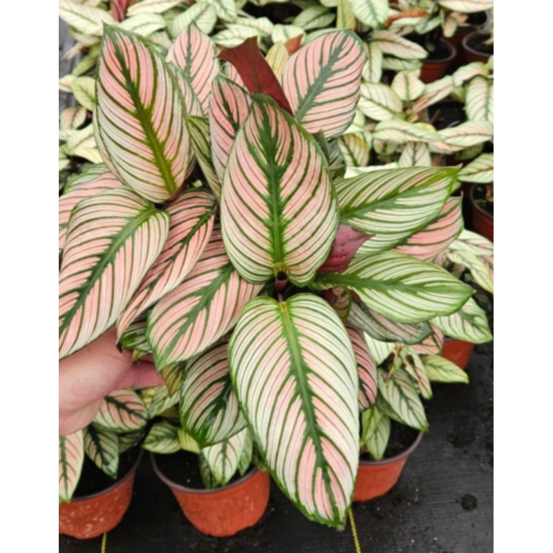Calathea White Star|Medium|Grant|Grow Pot|Hyde|Isabella|White|Plastic|Gold