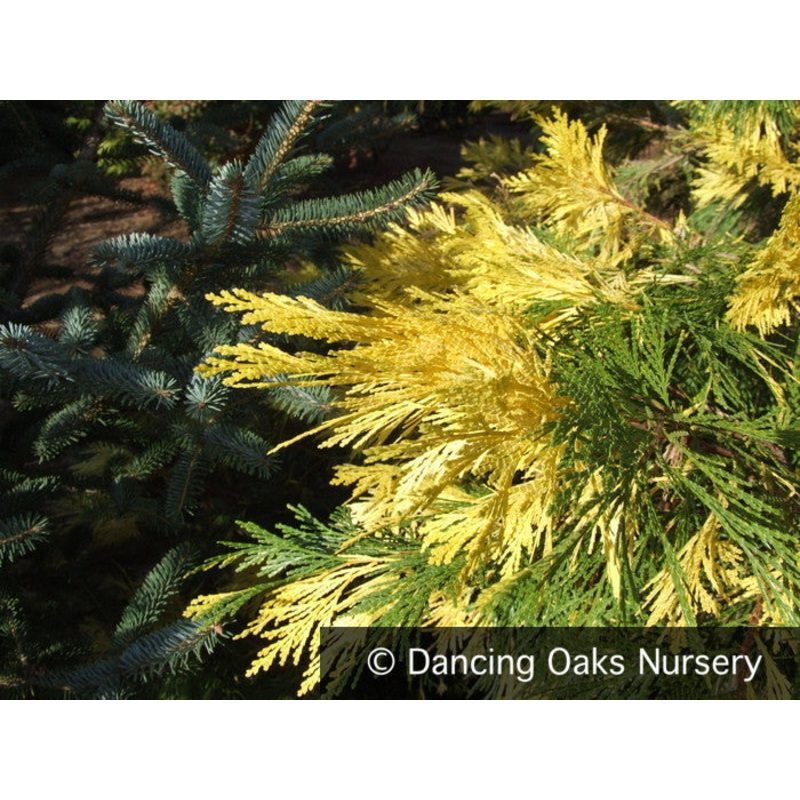 Calocedrus decurrens ‘Maupin Glow’, Incense Cedar
