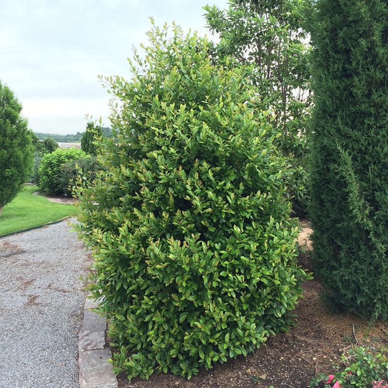 Centre Court Cherry Laurel|5-6 ft.