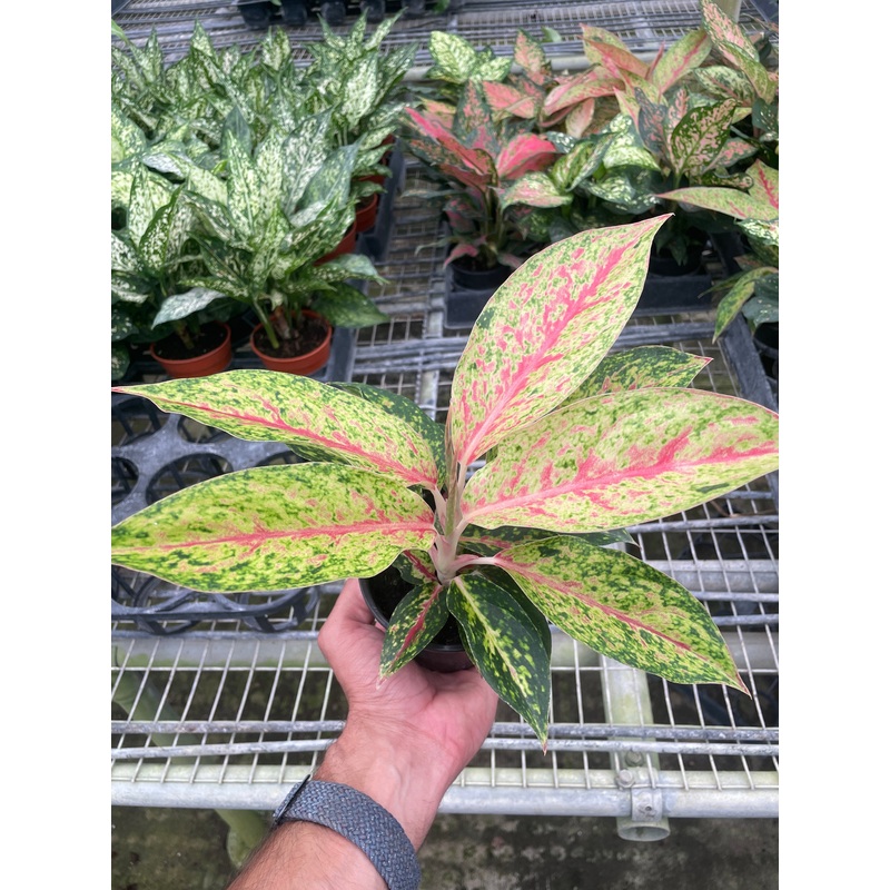 Chinese Evergreen ‘Karat’|4″ Pot