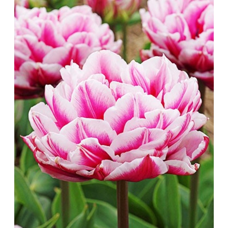 Columbus Tulip Bulbs|20-pack