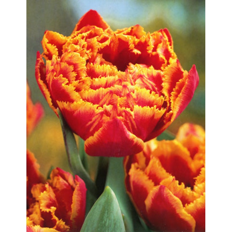 Crystal Beauty Tulip Bulbs|20-pack