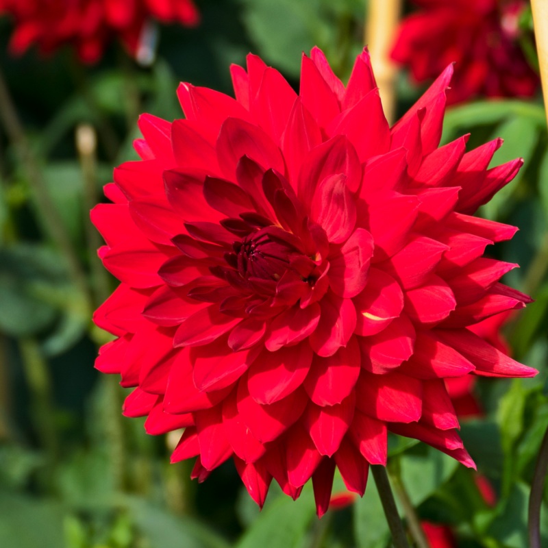 Deutschland Dahlia Bulbs|3-pack