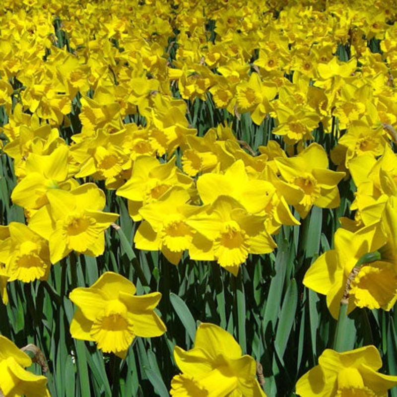 Dutch Master Daffodil Bulbs|10-pack