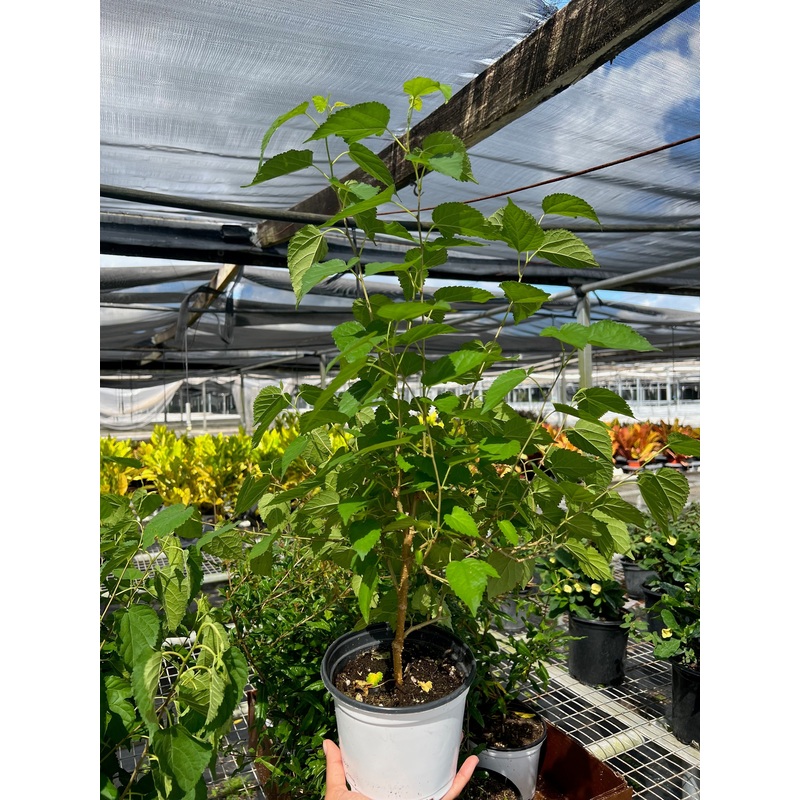ED Mulberry|6″ Pot