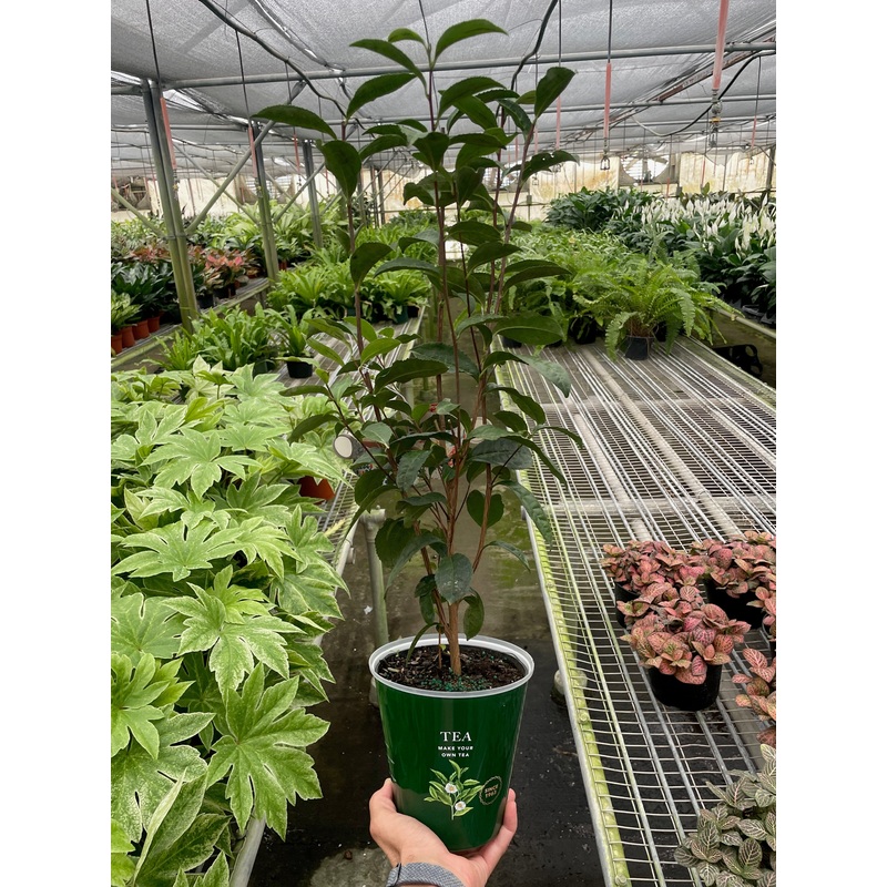 ED Tea|6″ Pot