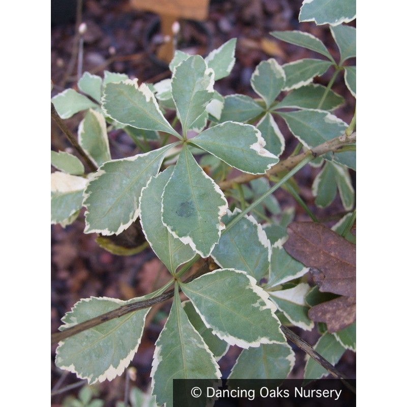 Eleuthrococcus sieboldianus Variegatus’, Hardy Aralia
