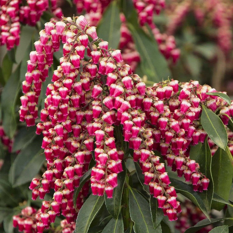 Enchanted Forest Gay Goblin Pieris