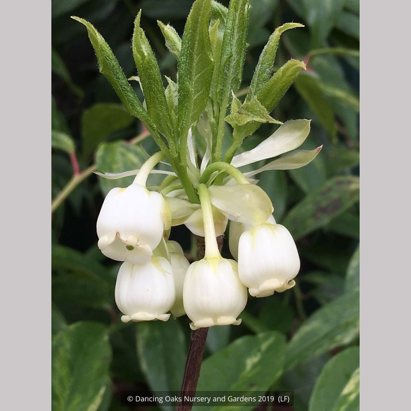 Enkianthus serrulatus, White Bell Enkianthus