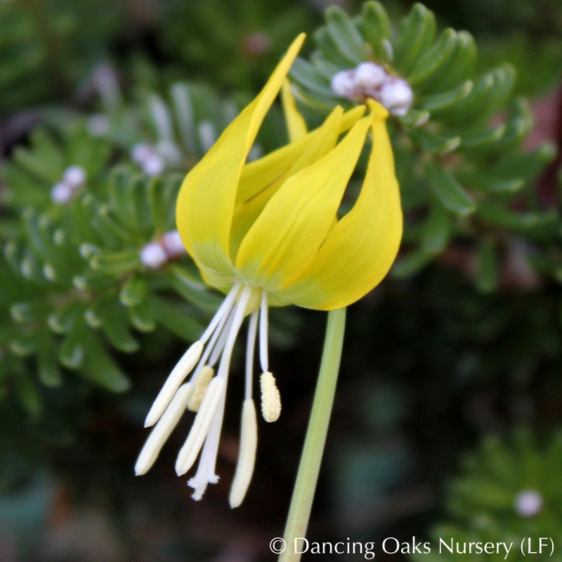 Erythronium grandiflorum, Glacier Lily