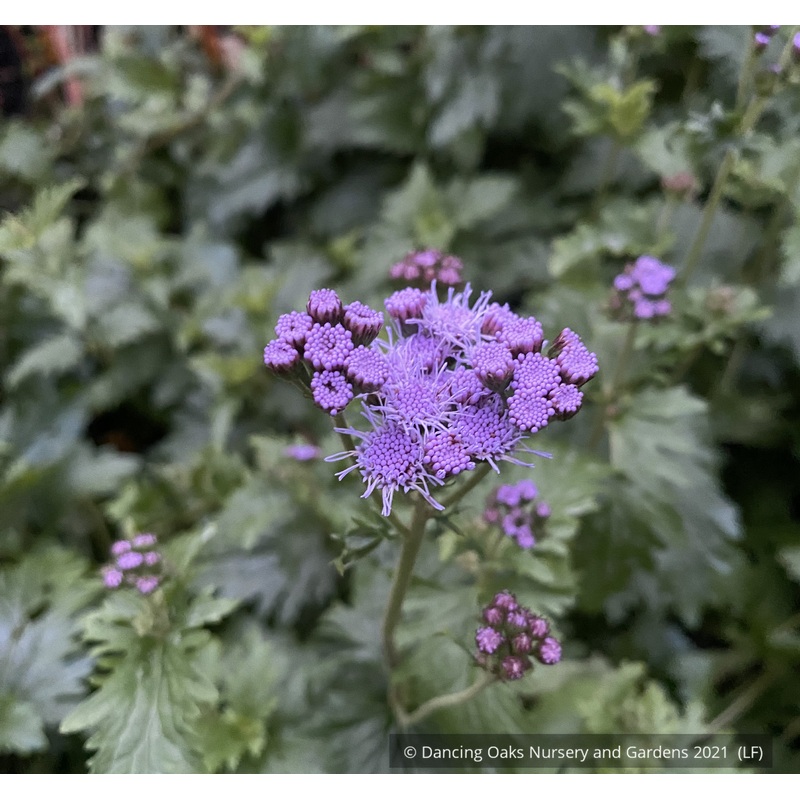 Eupatorium (syn. Conoclinium) greggii, Gregg’s Mist Flower