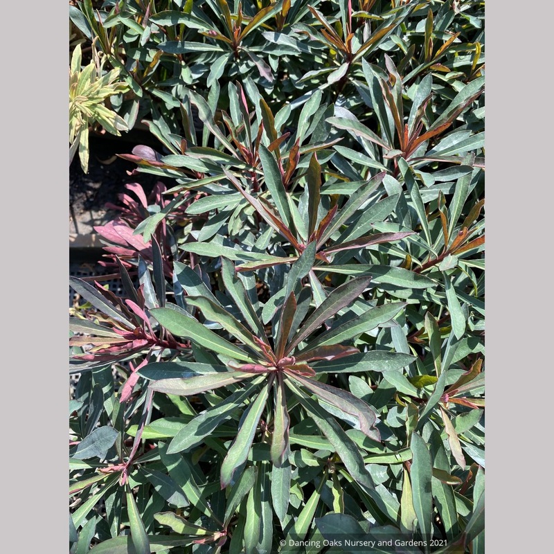 Euphorbia ‘Miner’s Merlot’ [‘KM-MM024’] PP32,321