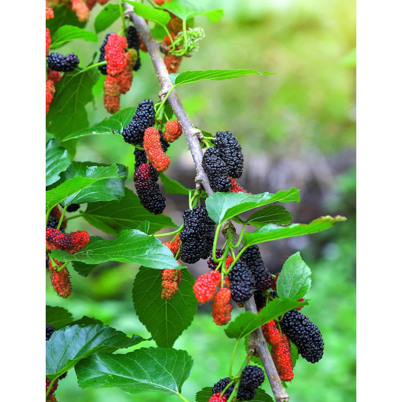 Everbearing Mulberry Tree|6-8 inches|1 Gallon|3 Gallon|4-5 ft.|3 Gallon- 2 PACK