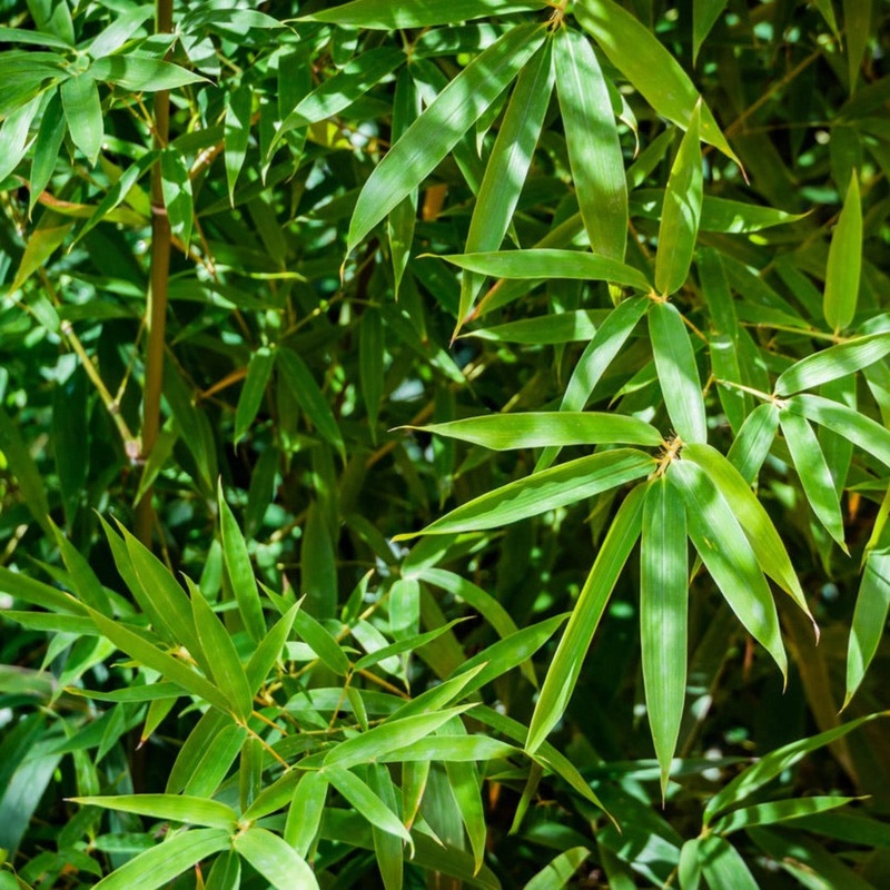 Fernleaf Multiplex Bamboo|3 Gallon
