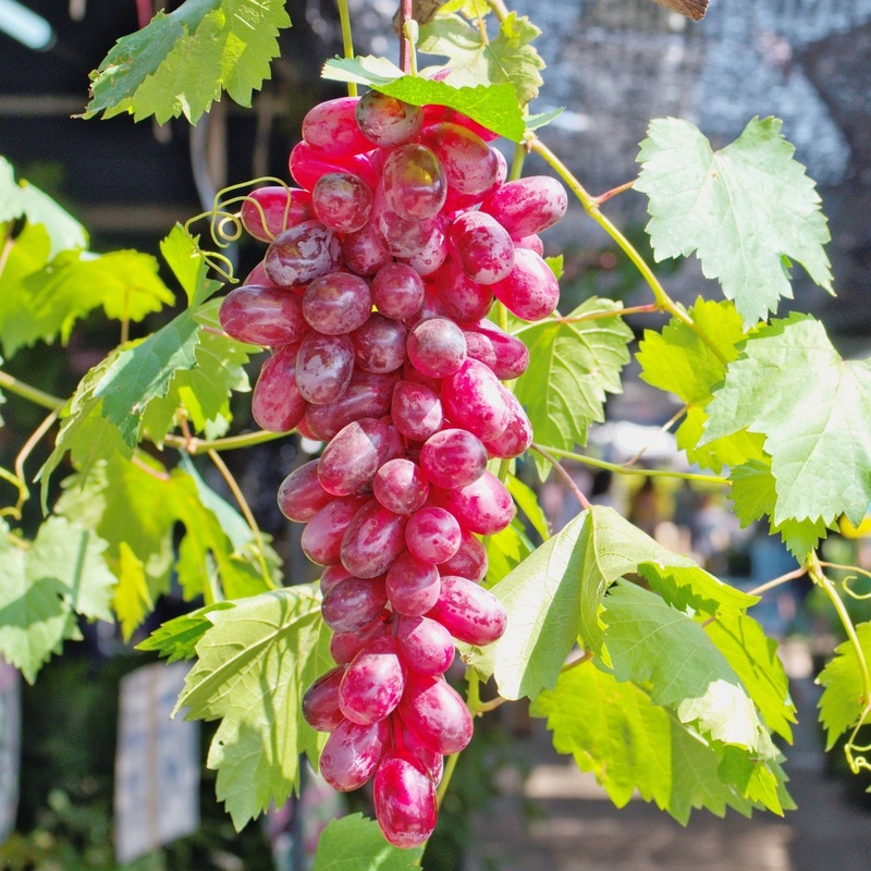 Flame Red Seedless Grape|1 Gallon|3-4 ft.