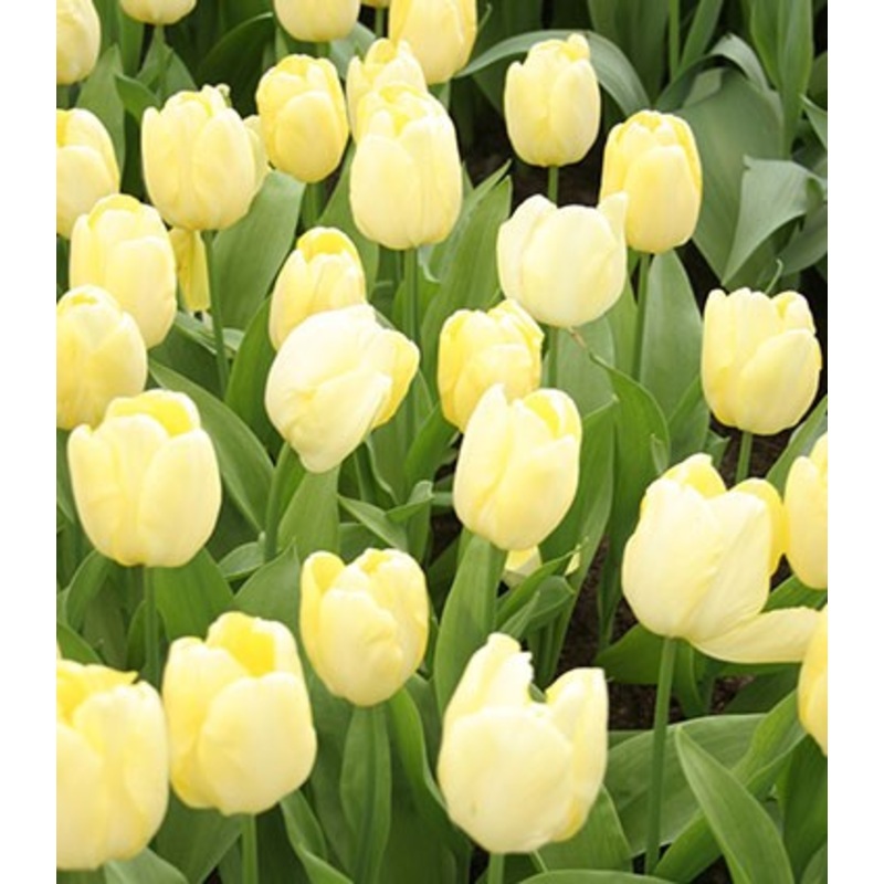 Francoise Tulip Bulbs|20-pack