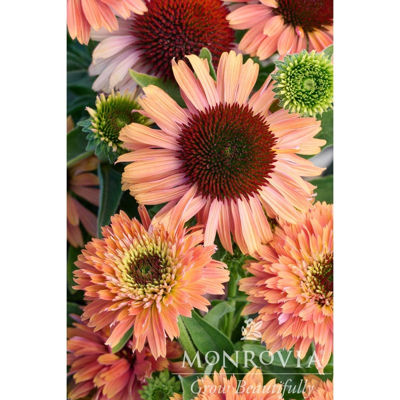 Fresco Apricot Coneflower|1 Gallon|Single|2-PACK
