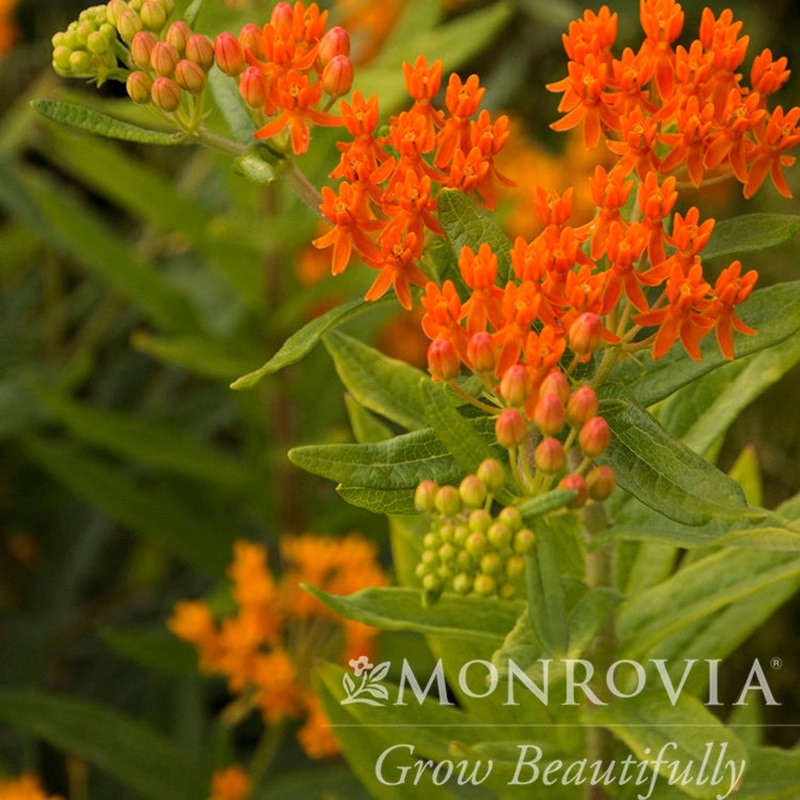 Gay Butterflies Milkweed|1 Gallon|Single|2-PACK