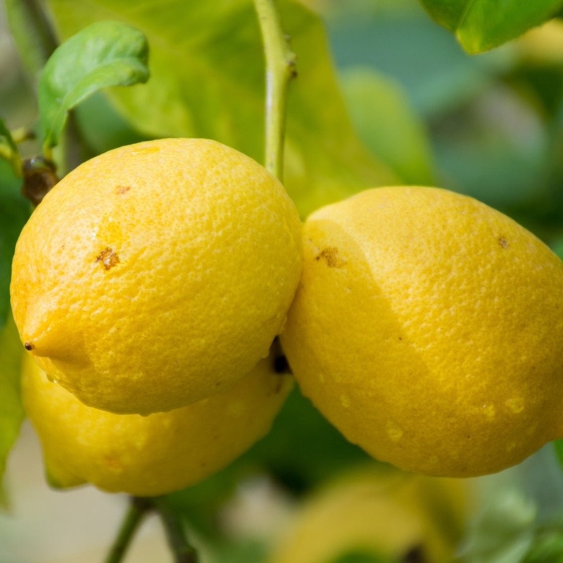 Genoa Lemon Tree|1-2 ft.