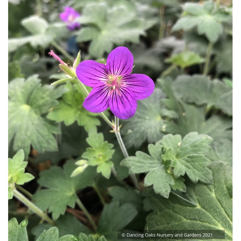 Geranium wlassovianum, Cranesbill