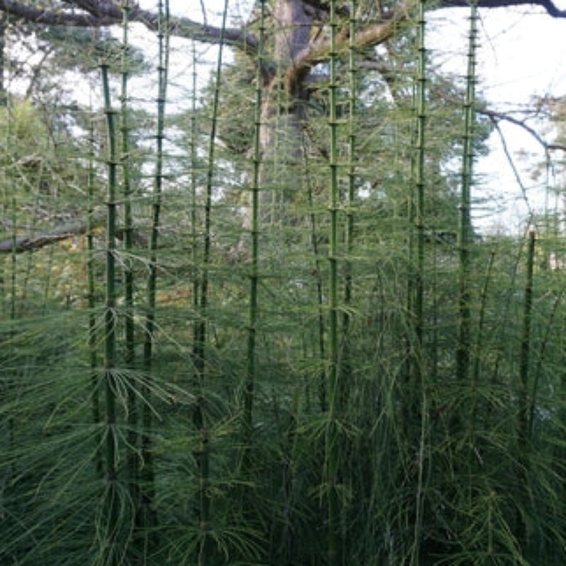 Giant Horsetail Reed|3 Gallon|1 Gallon