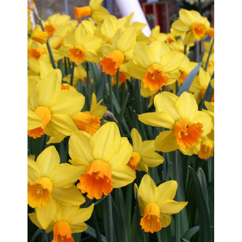 Golden Dawn Daffodil Bulbs|10-pack