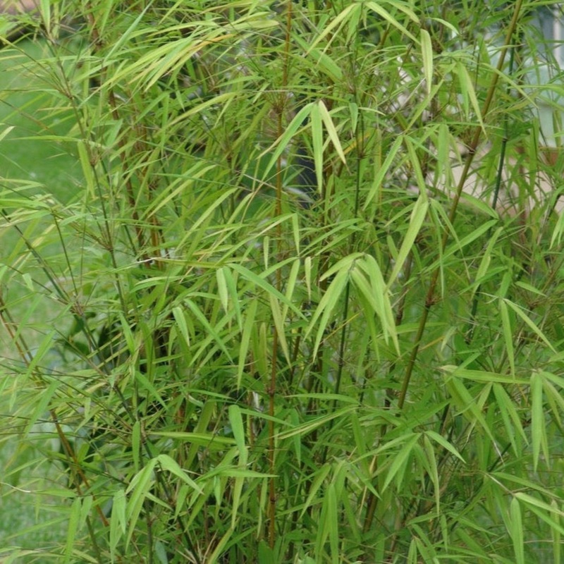 Graceful Bamboo|3 Gallon