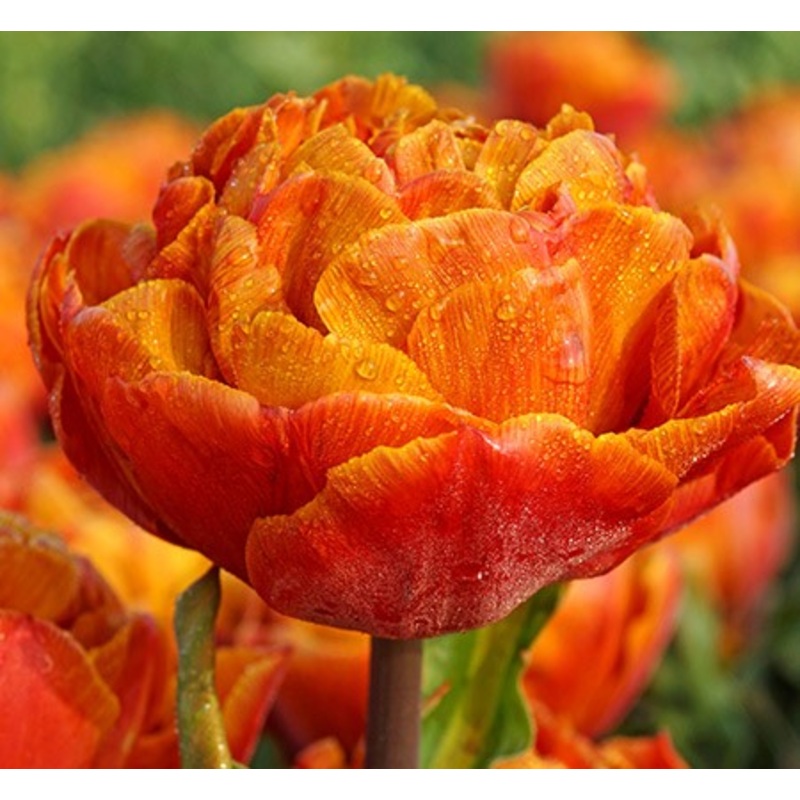 Gudoshnik Double Tulip Bulbs|20-pack