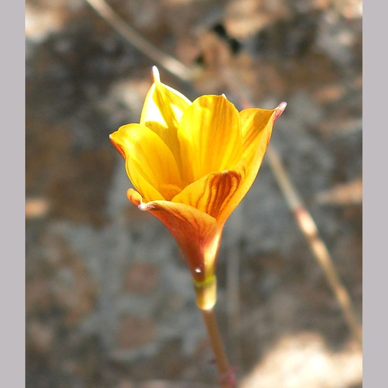 Habranthus tubispathus, Copper Lily