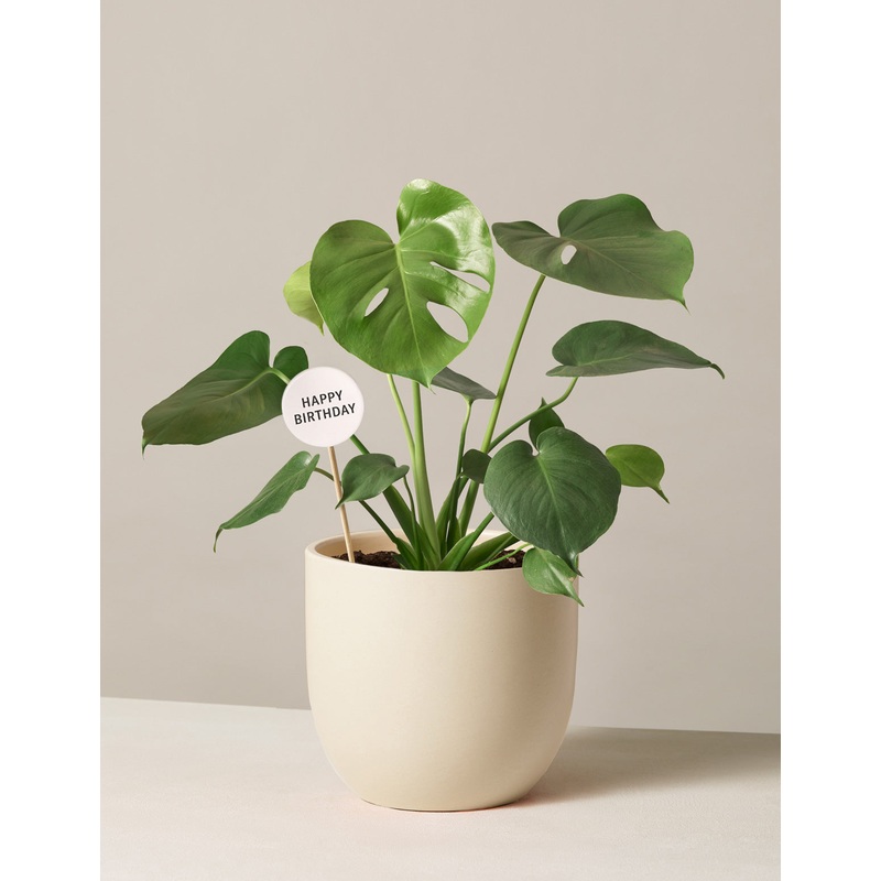 Happy Birthday Monstera Deliciosa