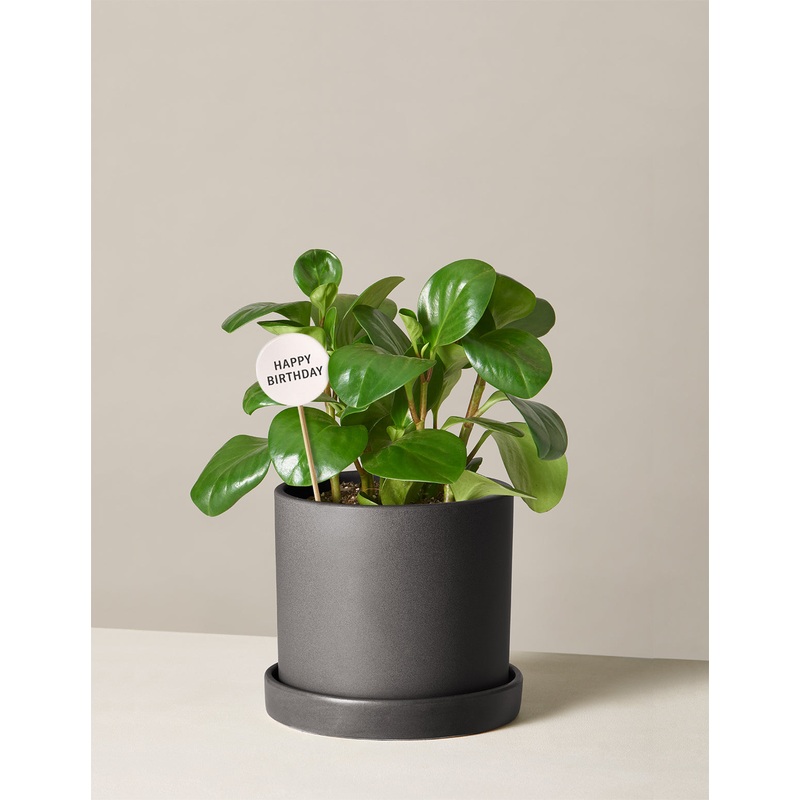 Happy Birthday Peperomia Green