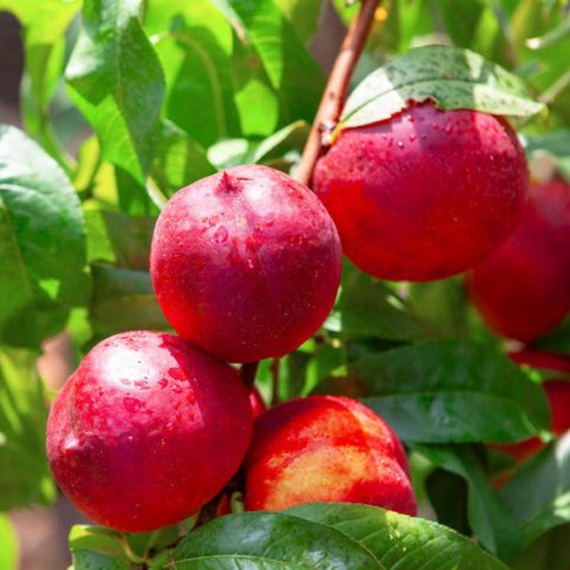 Hardired Nectarine Tree|3-4 ft.