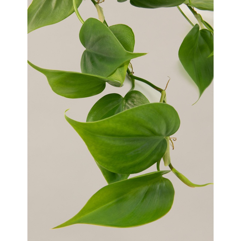 Heartleaf Philodendron Hanging Basket
